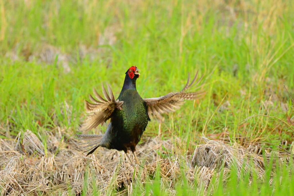 身近にいる野鳥CDXCV！