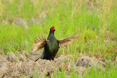 身近にいる野鳥CDXCV！