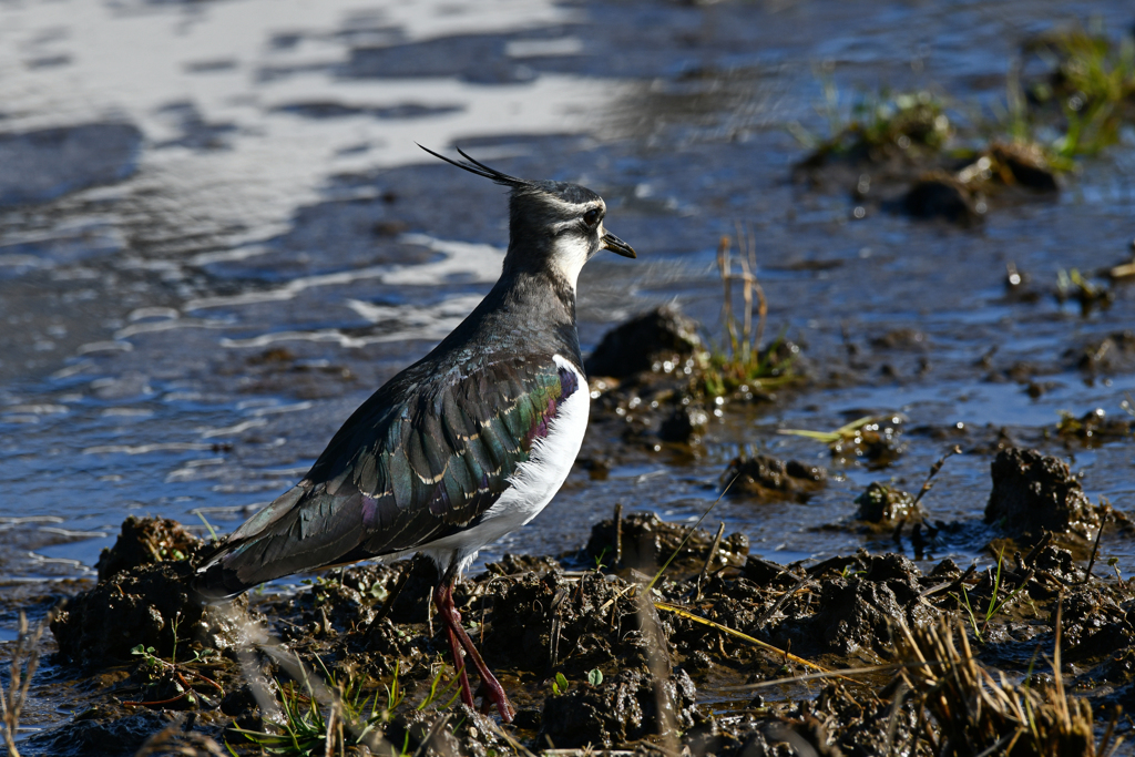 身近にいる野鳥CXLII！