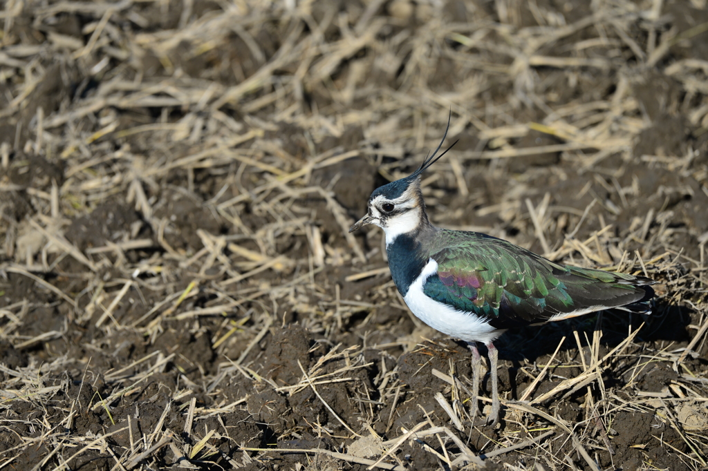 里山の野鳥XXXV！