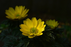 季節の花MCDXXXII！