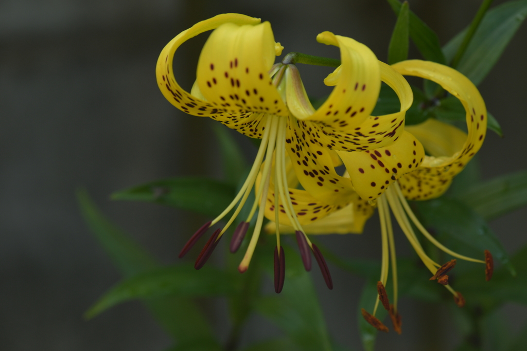 季節の花MXIX！