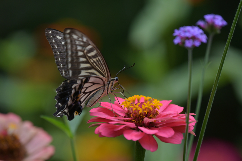 花と蝶MMCCXLII！