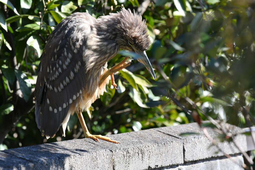身近にいる野鳥CCLXXIX！