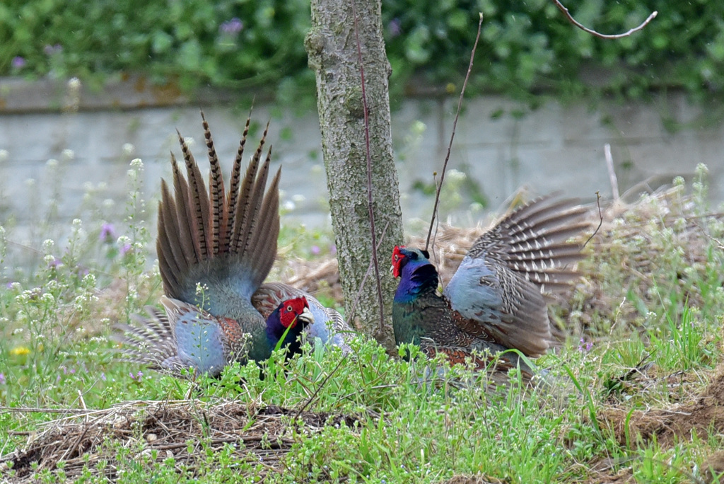 身近にいる野鳥CII！