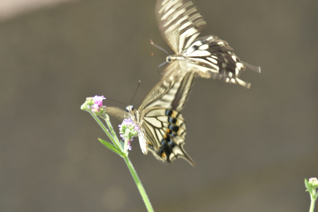 恋の季節CCCLXVIII！