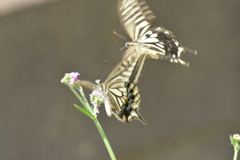 恋の季節CCCLXVIII！