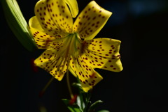 季節の花DCCLXXXVII！