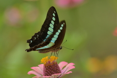 花と蝶II-XCVII！