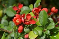 季節の花MCDLI！