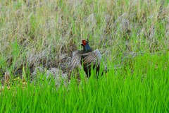 身近にいる野鳥CDLXXXV！