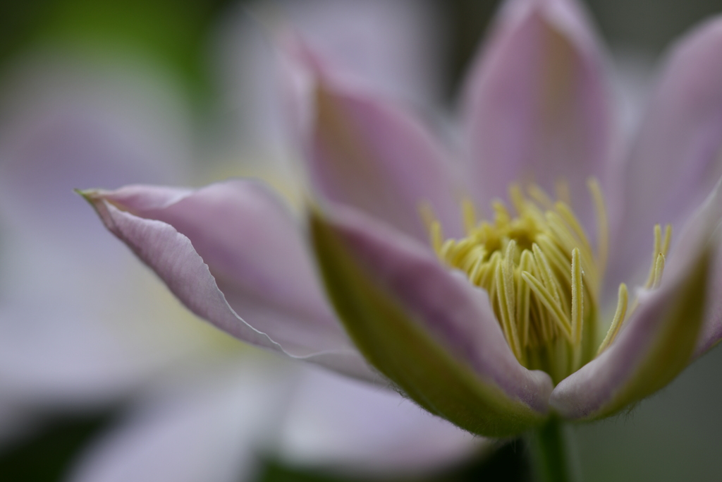 季節の花CMLVIII！