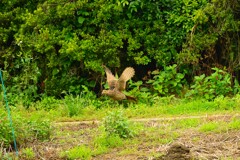 身近にいる野鳥CDLX！