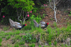 身近にいる野鳥C！