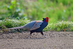 身近にいる野鳥XCIV！