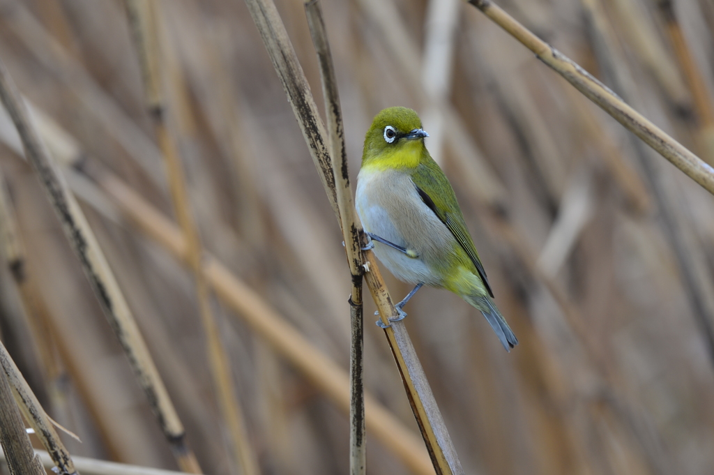 里山の野鳥L！