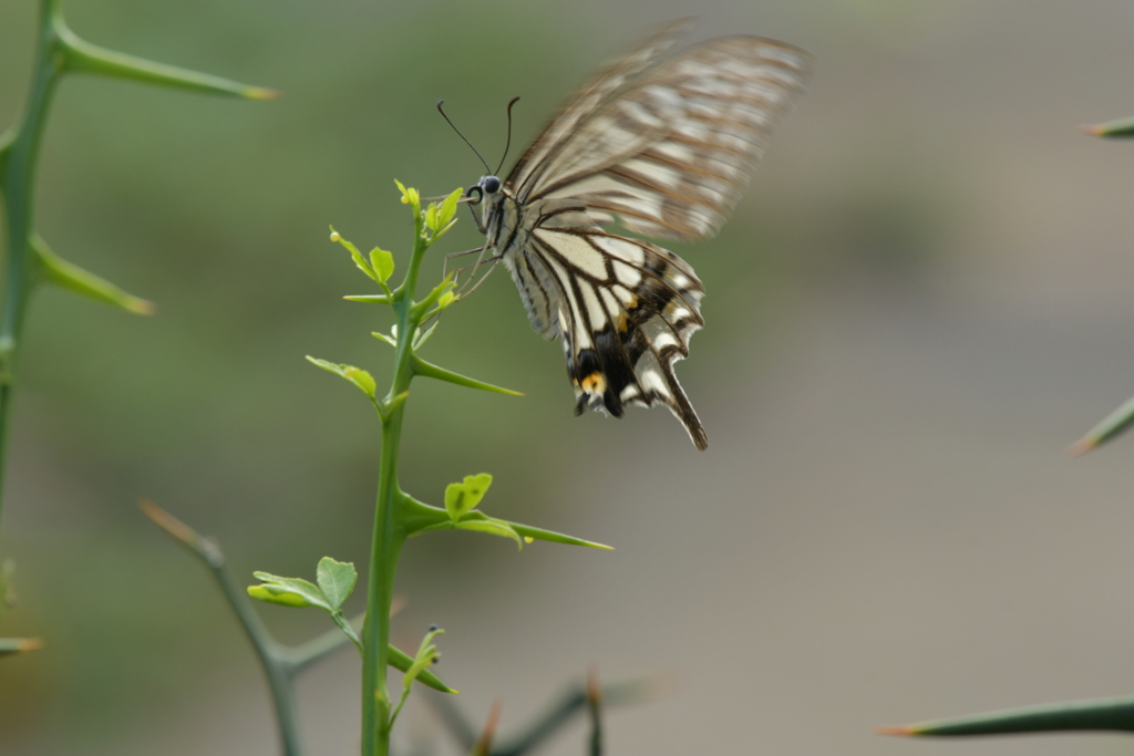里山の蝶CDXXXII！