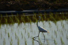 身近にいる野鳥CCCXXXVIII！