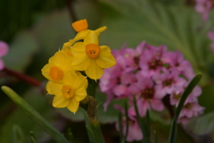 季節の花MCDXXXVII！