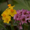 季節の花MCDXXXVII！