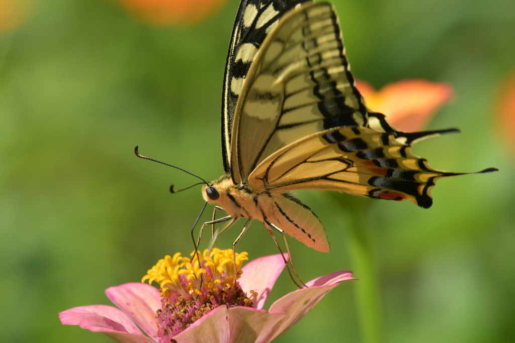 花と蝶MMMCDXCVI！