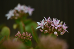 季節の花DLXXVI！