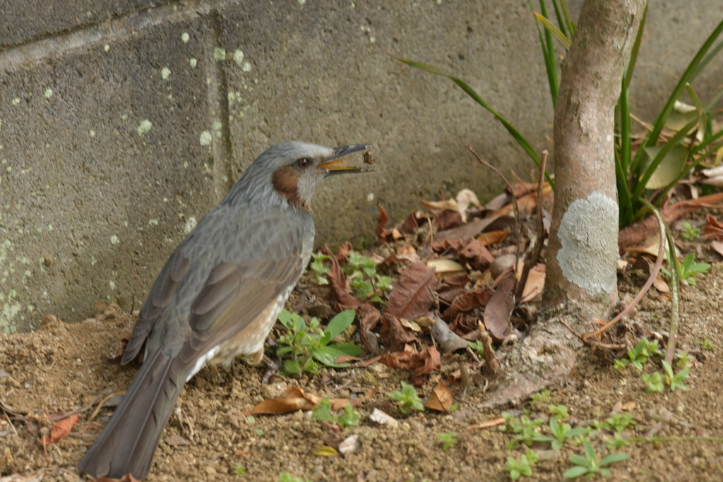 身近にいる野鳥DXVII！