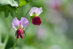季節の花DCCXIV！