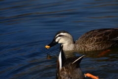 里山の野鳥CIV！