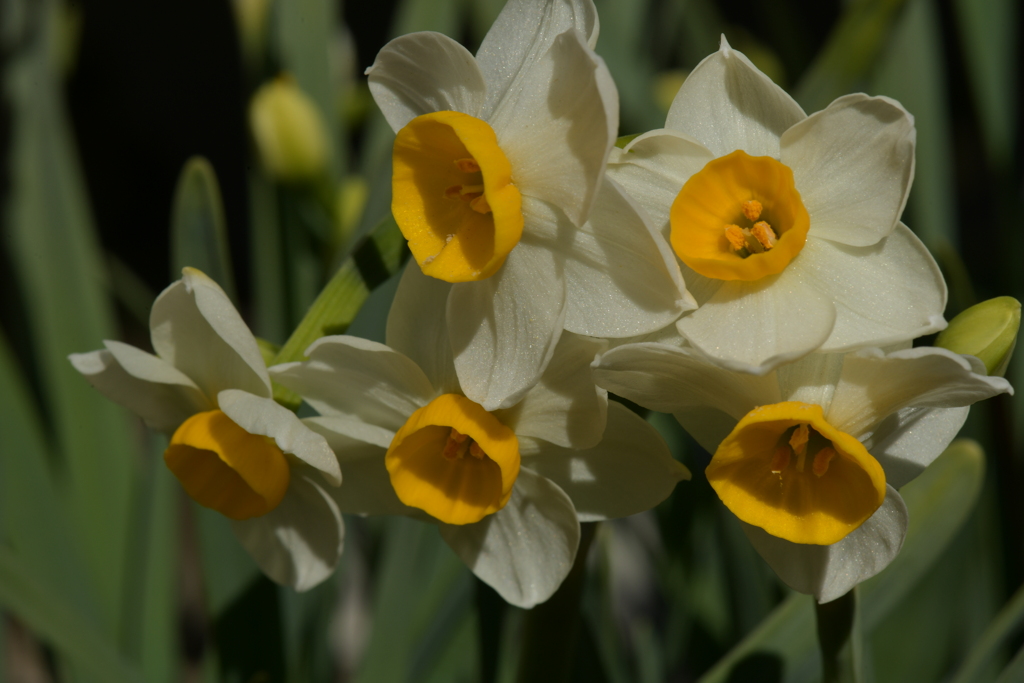 季節の花MDLII！