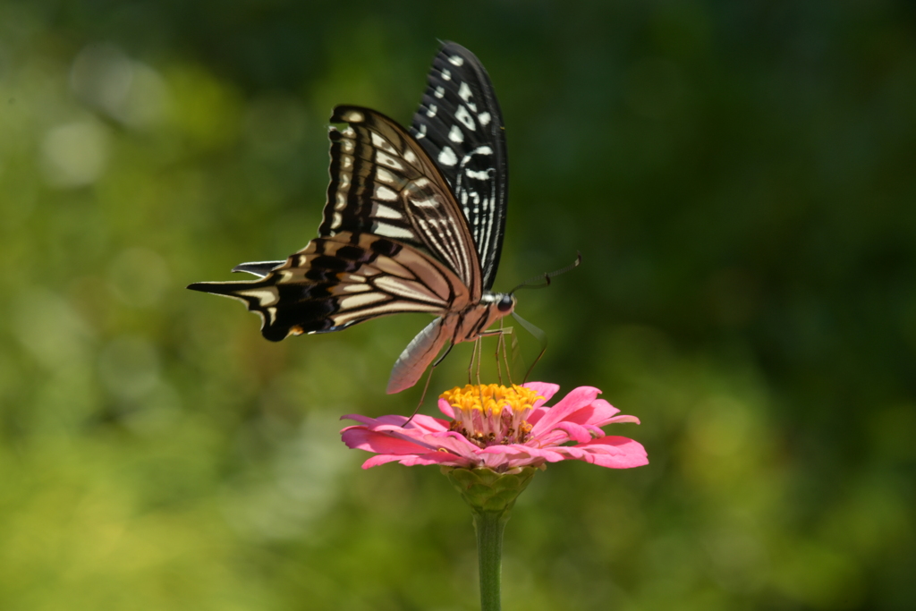 花と蝶II-LVIII！