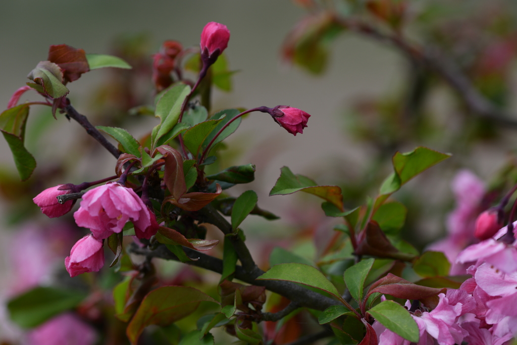 季節の花CCCLI！