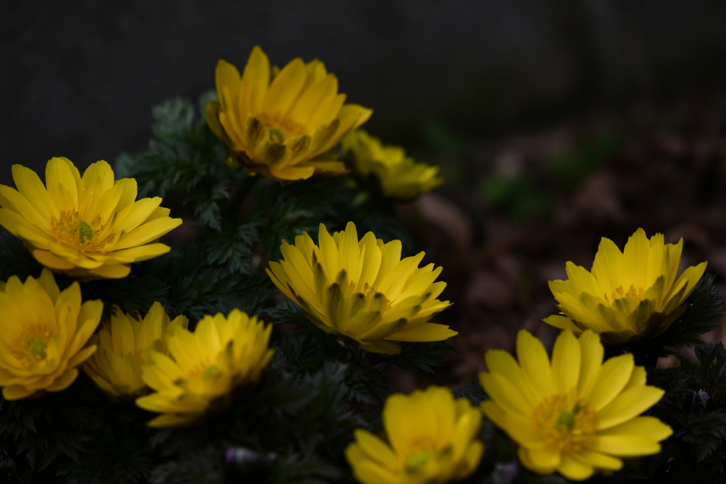 季節の花CCLXIX！