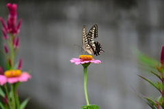 花と蝶CCXLIII！