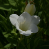 季節の花MCCXLII！