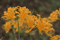 季節の花XCIII！