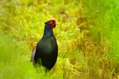身近にいる野鳥CDLII！