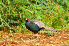 身近にいる野鳥CDLXXVI！