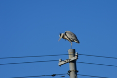 身近にいる野鳥CCXXXV！