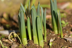 季節の花MDLXXXII！