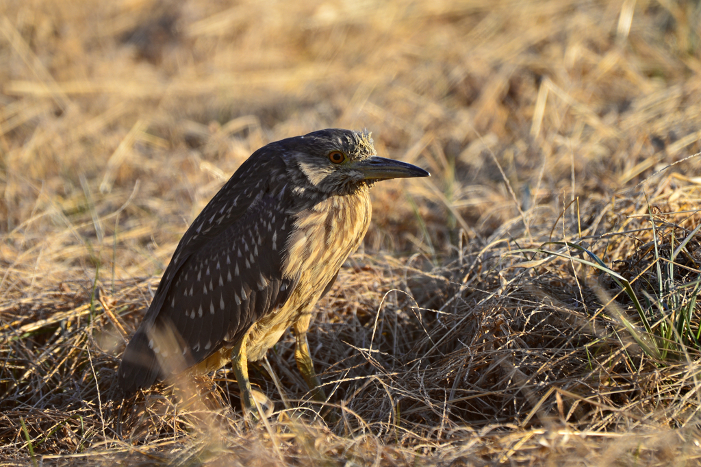 身近にいる野鳥CCXLVI！