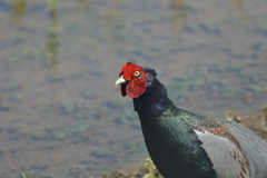 身近にいる野鳥CDV！