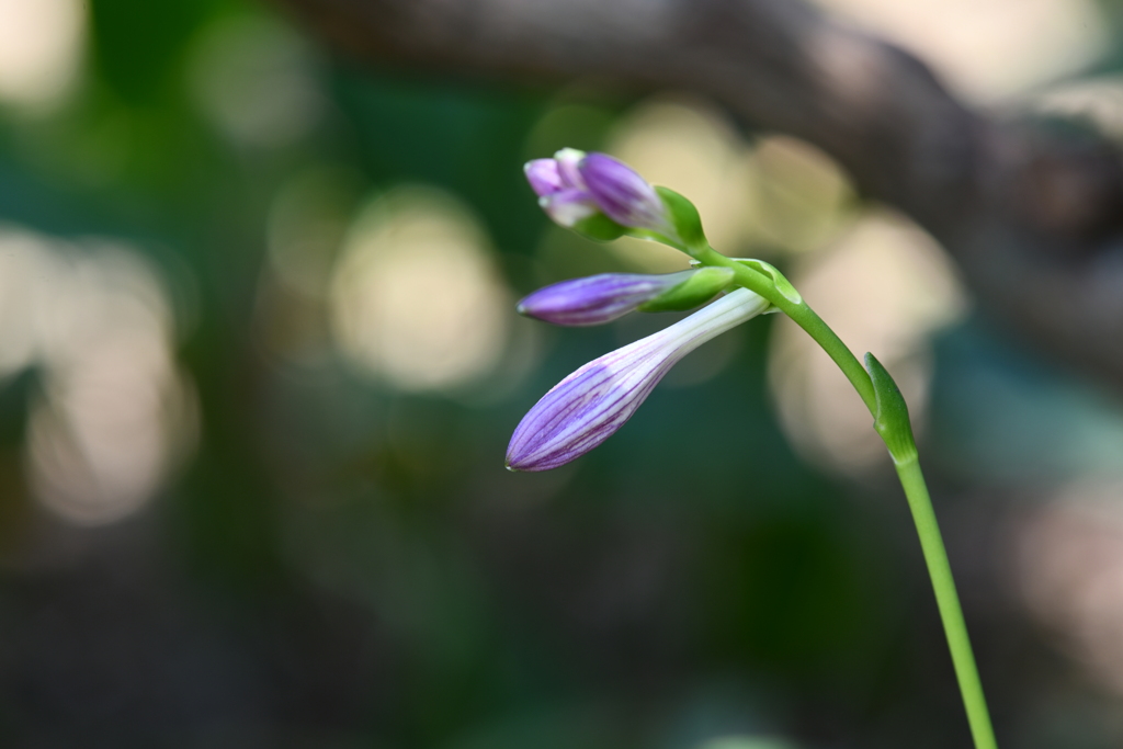 季節の花CCXXIII！