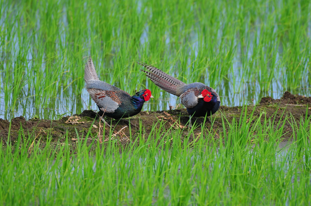 身近にいる野鳥XCVI！