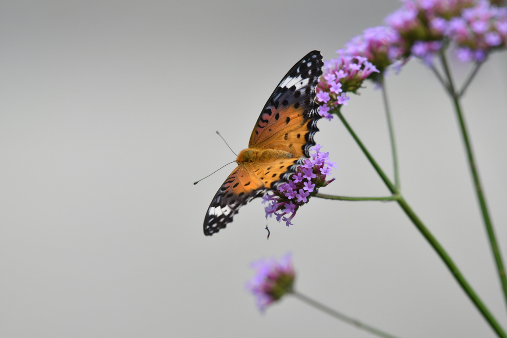 花と蝶MCCLVIII！