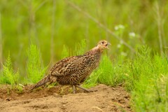 身近にいる野鳥CDXLVIII！
