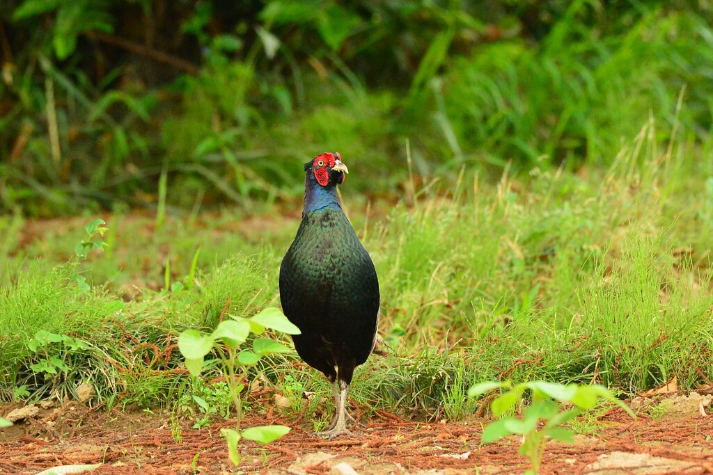 身近にいる野鳥DI！