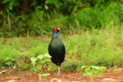 身近にいる野鳥DI！