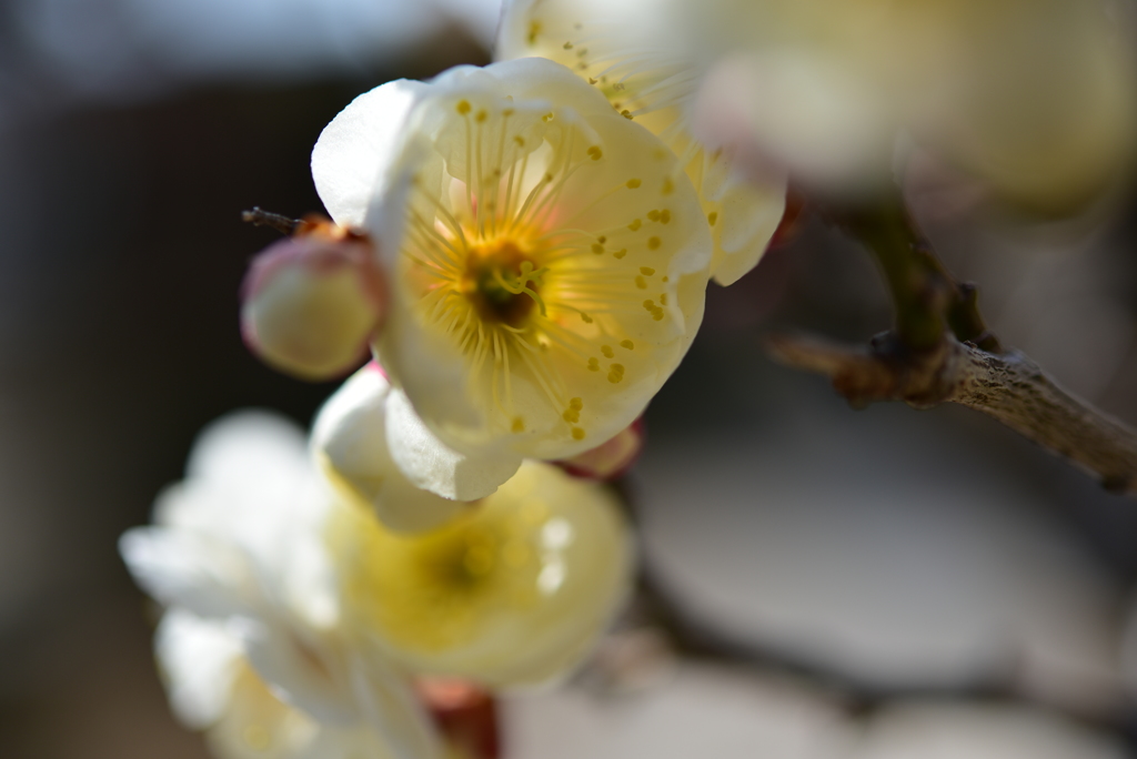 季節の花LII！