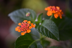 季節の花CCXXII！